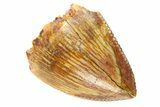 Serrated, Fossil Phytosaur (Redondasaurus) Tooth - New Mexico #294964-1